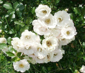 Роза почвопокровная Ice Meidiland (Meilland)