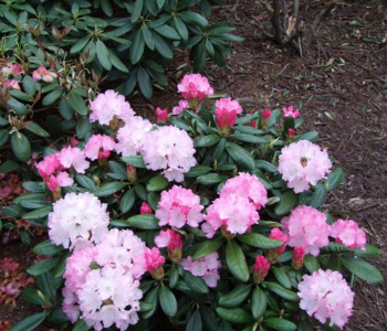Рододендрон якушиманский Royal Rosy