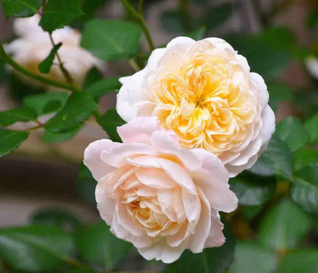 Роза английская Crocus Rose