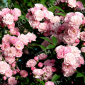 Роза кустовая Heavenly Pink