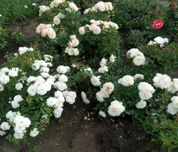 Роза почвопокровная Ice Meidiland (Meilland)