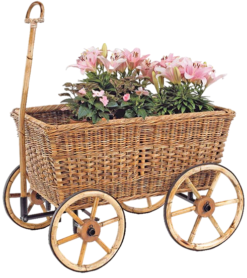 Декоративные растения в ассортименте