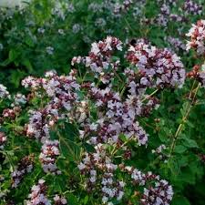 Душица обыкновенная Margeritha