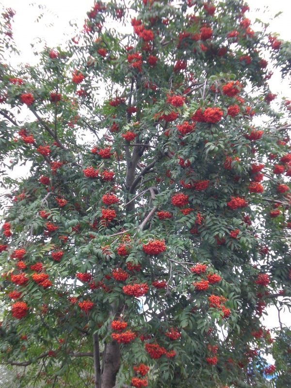 Купить Саженцы Рябины Воронеже