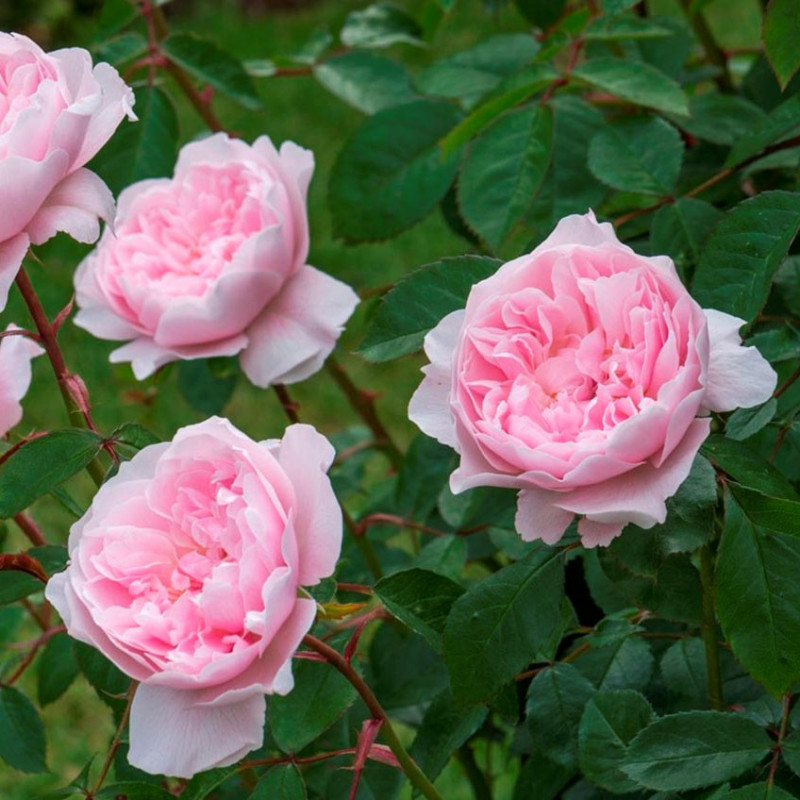 Роза английская Wisley 2008 — Купить саженцы в Екатеринбурге