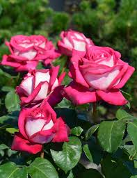 Роза чайно-гибридная Monica Bellucci