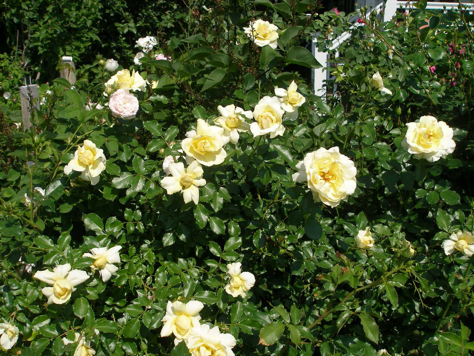 Роза морщинистая Gelbe Dagmar Hastrup