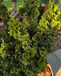 Туя западная Primo