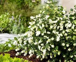 Снежноягодник Доренбоза Magikal Galaxy