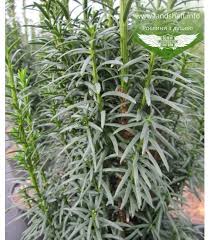 Тис ягодный Litfass