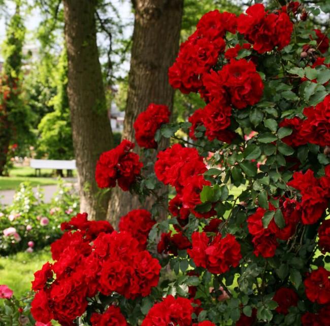 Роза кустовая Roter Korsar (Kordes)