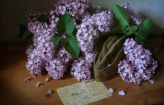 СИРЕНЬ ПОБЕДЫ: 4 ЗНАКОВЫЕ СИРЕНИ, СОЗДАННЫЕ СОВЕТСКИМИ СЕЛЕКЦИОНЕРАМИ В ЧЕСТЬ ГЕРОЕВ ВОВ СИРЕНЬ ПОБЕДЫ: 4 ЗНАКОВЫЕ СИРЕНИ, СОЗДАННЫЕ СОВЕТСКИМИ СЕЛЕКЦИОНЕРАМИ В ЧЕСТЬ ГЕРОЕВ ВОВ