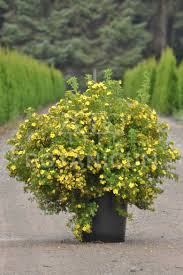 Лапчатка кустарниковая Dakota Sunspot