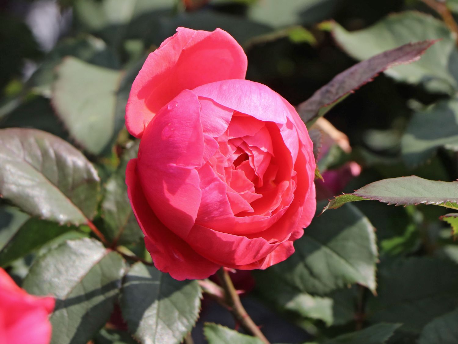 Роза флорибунда Gartenprinzessin Marie-Jose (Kordes)