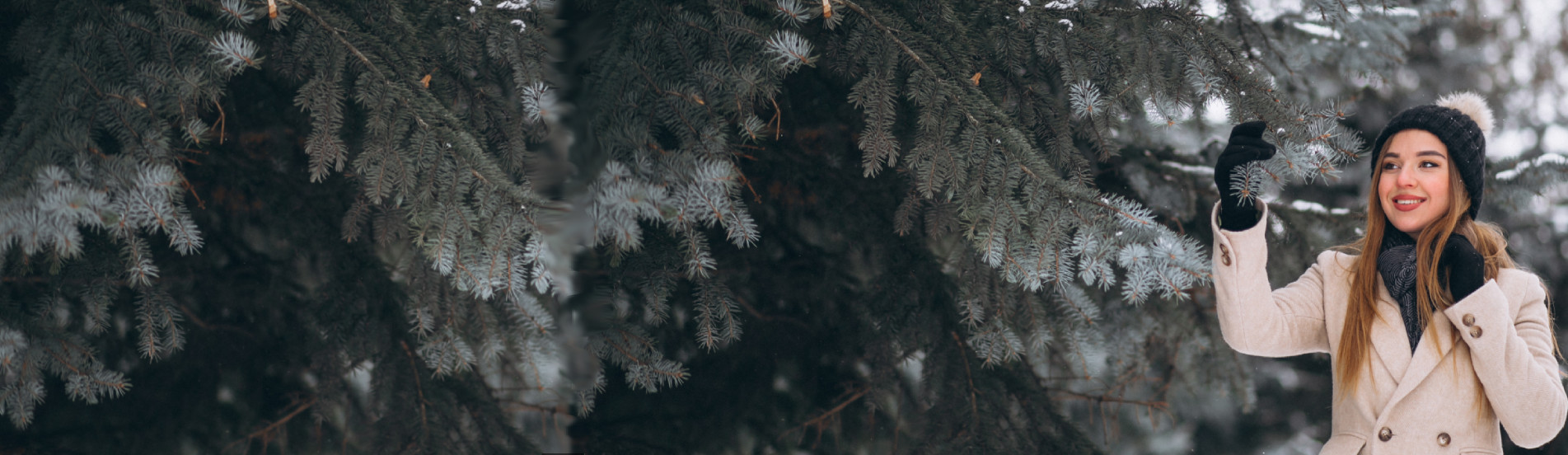 Посадка хвойных крупномеров