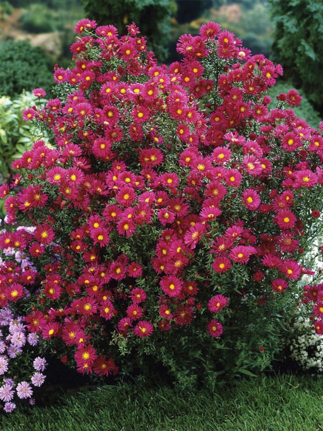 Астра новобельгийская Crimson Brocade