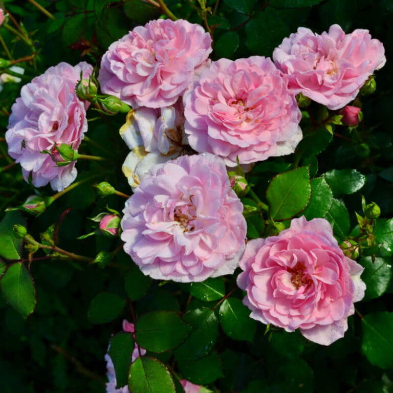Роза кустовая Bonica (Meilland)