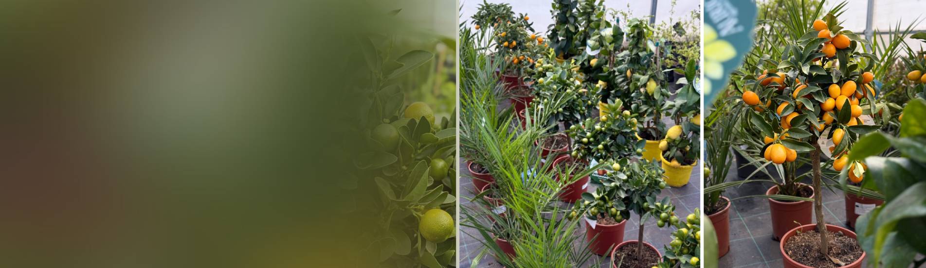 Растения для патио и террасы