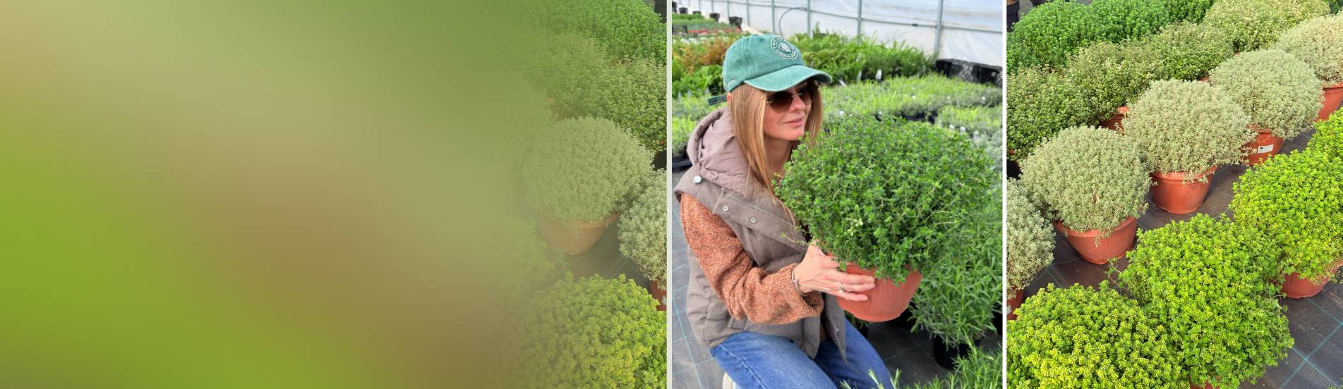 Пряные травы