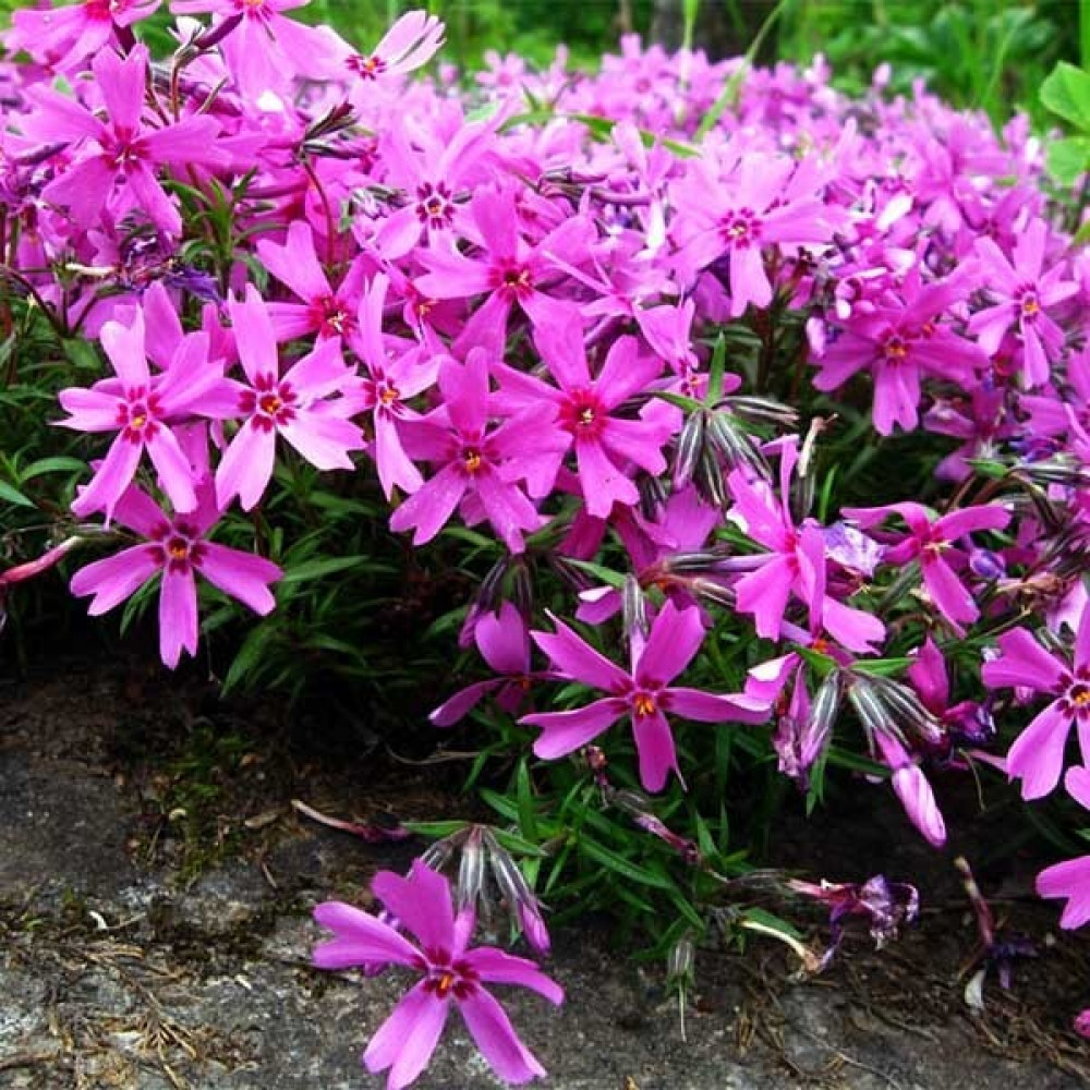 Флокс шиловидный Atropurpurea — Купить саженцы в Екатеринбурге в