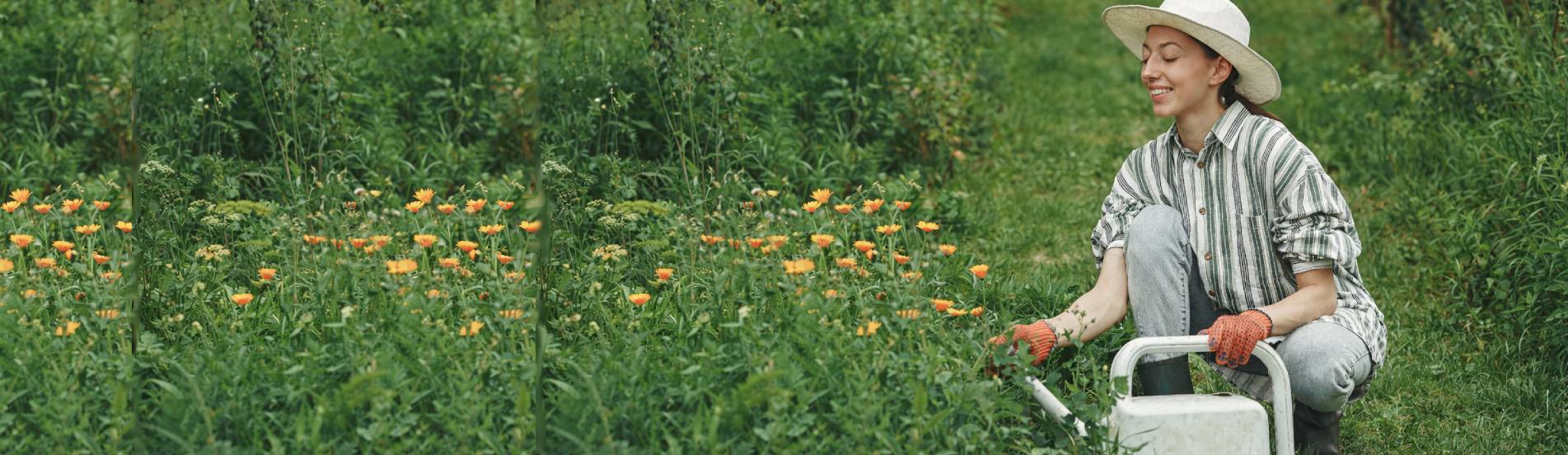 Предзаказ растений на весну