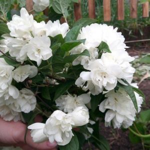 Чубушник Snowbelle