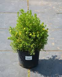 Лапчатка кустарниковая Hendlin Bella Lindsey