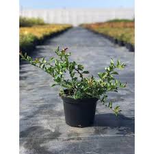 Айва японская Jet Trail