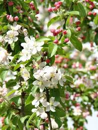 Яблоня Golden Hornet