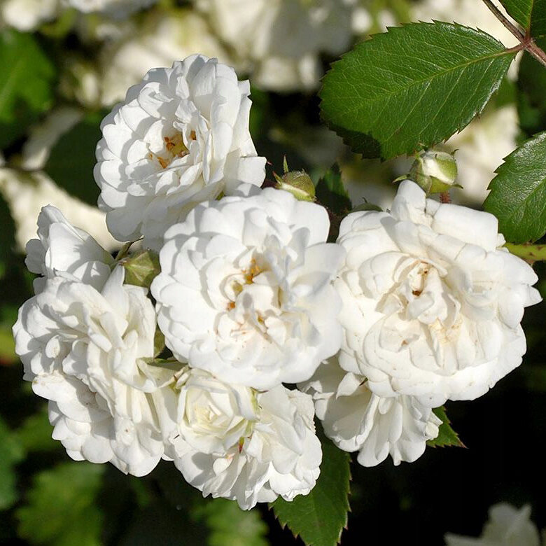 Роза кустовая Ivory Meidiland (Meilland)