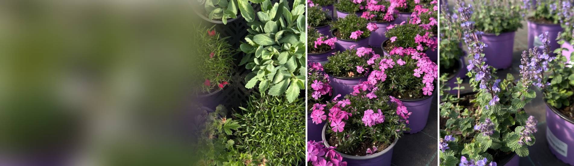 Цветущая и ароматная красота уже в «Зеленом Доме»