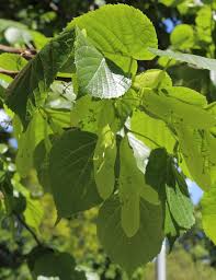 Липа американская Nova