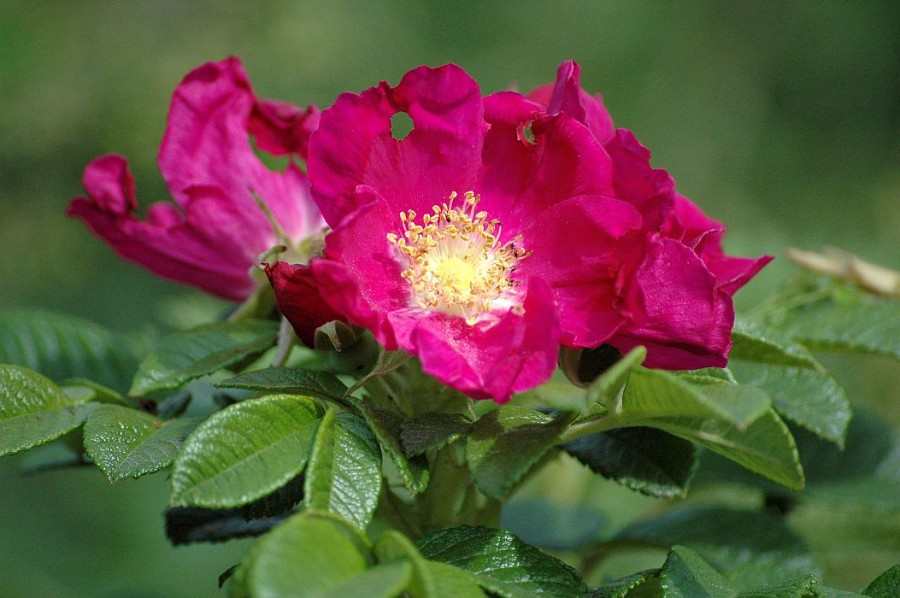 Роза морщинистая Rubra