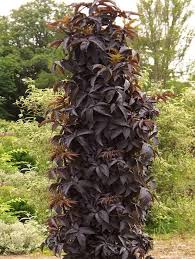 Бузина черная Black Tower