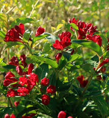 Вейгела Cherry Love