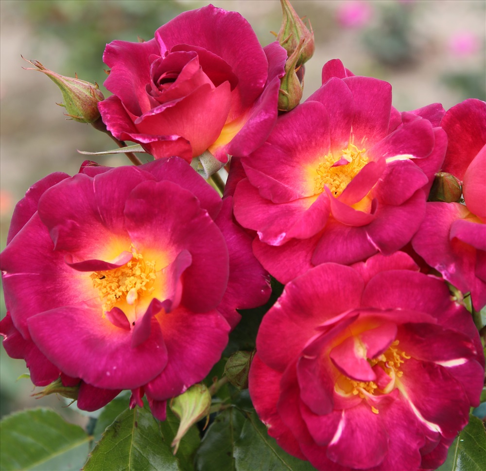 Роза кустовая Ile de Fleurs (Kordes)