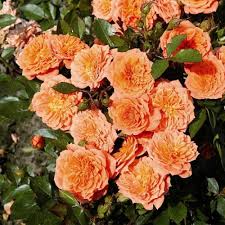 Роза почвопокровная Orange Fairy