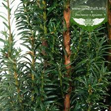 Тис ягодный Litfass