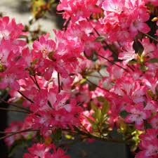 Рододендрон японский Izumi-no-mai