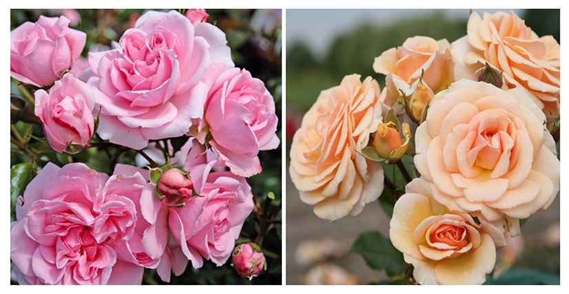 roses_floribunda3.jpg