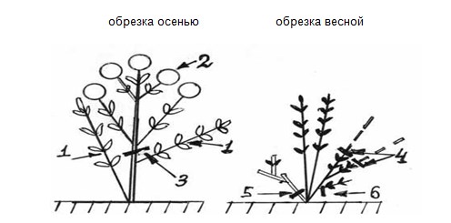 krupnolistnaya.jpg