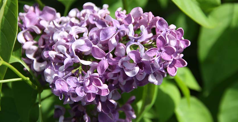 vov_syringa_vulgaris_alexey_maresjew.jpg