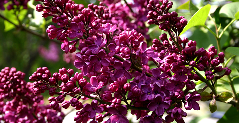 syringa5.jpg