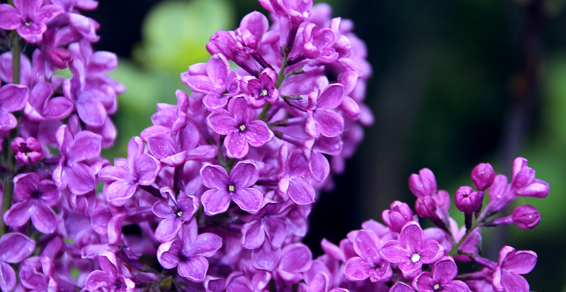 syringa7.jpg