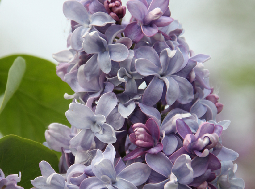 syringa8.jpg