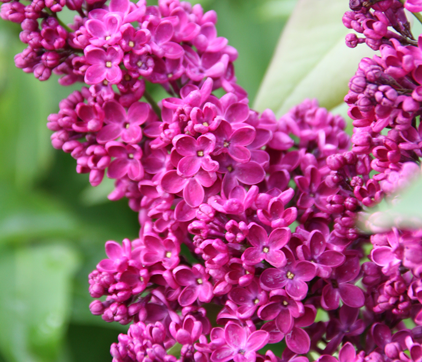 syringa9.jpg