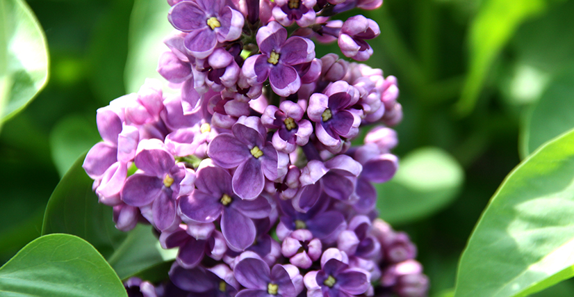 syringa6.jpg