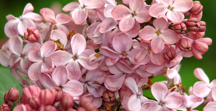 syringa4.jpg