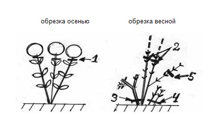 drevovidnaya.jpg