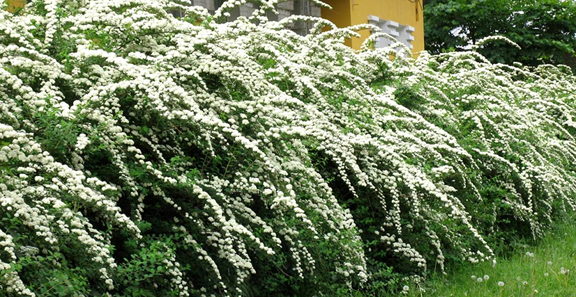 izujhjd_spirea1.jpg